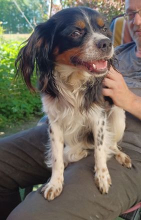 Isidoro, a.d.Tierschutz, sucht Happy-Home