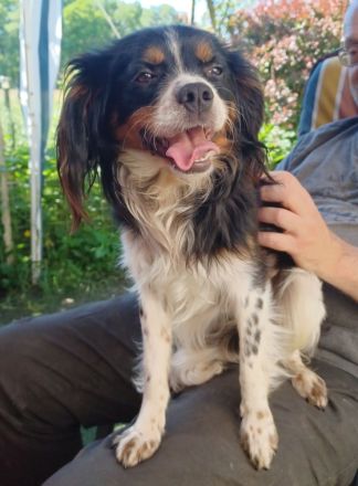 Isidoro, a.d.Tierschutz, sucht Happy-Home