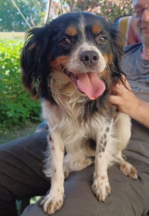 Isidoro, a.d.Tierschutz, sucht Happy-Home