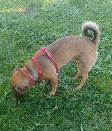 Nano, a.d.Tierschutz, sucht Happy-Home