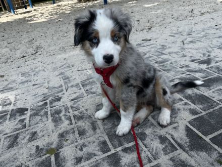 Australian Shepherd Hündin