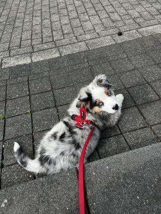 Australian Shepherd Hündin