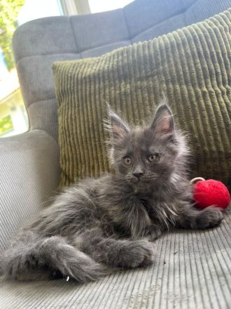 Zuckersüße Maine Coon Kitten, Katzenbabys