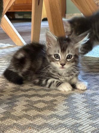 Zuckersüße Maine Coon Kitten, Katzenbabys