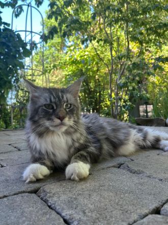 Zuckersüße Maine Coon Kitten, Katzenbabys