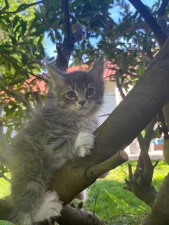 Zuckersüße Maine Coon Kitten, Katzenbabys