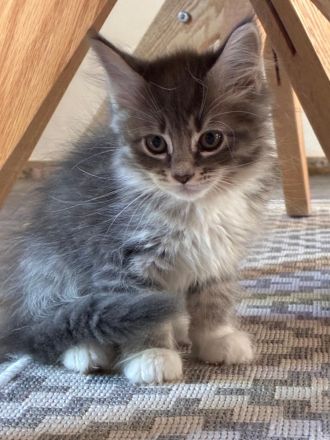 Zuckersüße Maine Coon Kitten, Katzenbabys