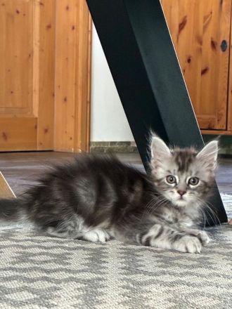 Zuckersüße Maine Coon Kitten, Katzenbabys