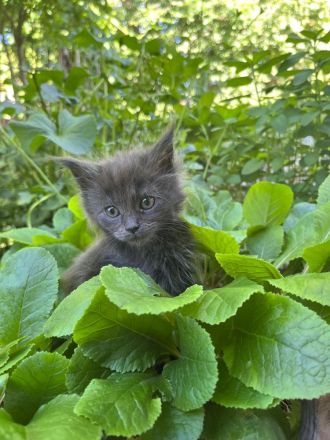 Zuckersüße Maine Coon Kitten, Katzenbabys