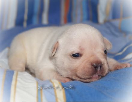 Französische Bulldoggen Welpen von komplett untersuchten Elterntieren