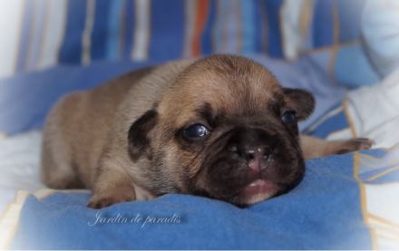 Französische Bulldoggen Welpen von komplett untersuchten Elterntieren