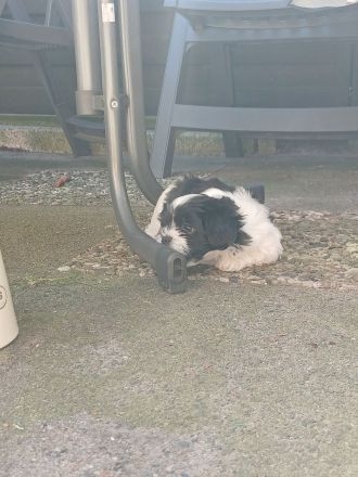 Havanneser Malteser Welpen Mix