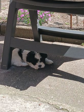 Havanneser Malteser Welpen Mix