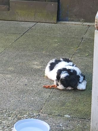 Havanneser Malteser Welpen Mix