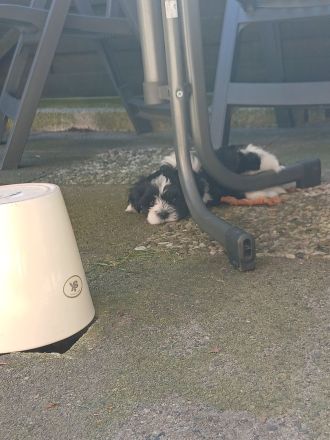 Havanneser Malteser Welpen Mix
