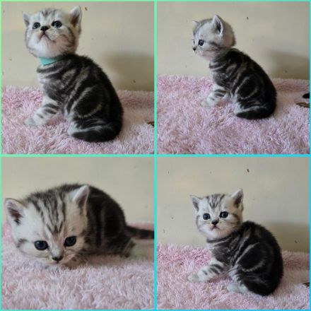 BKH Black Silver Tabby Classic Kitten mit Stammbaum
