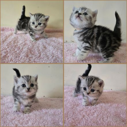 BKH Black Silver Tabby Classic Kitten mit Stammbaum