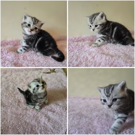 BKH Black Silver Tabby Classic Kitten mit Stammbaum