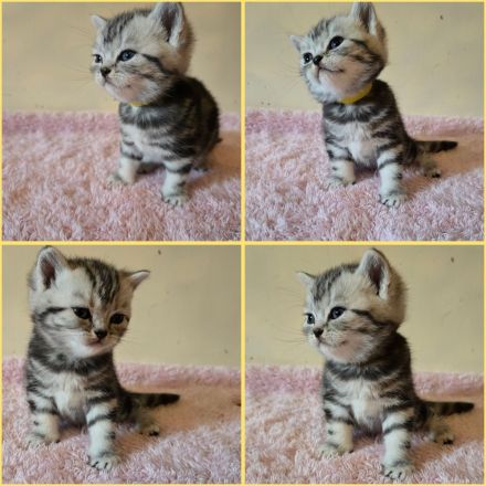 BKH Black Silver Tabby Classic Kitten mit Stammbaum