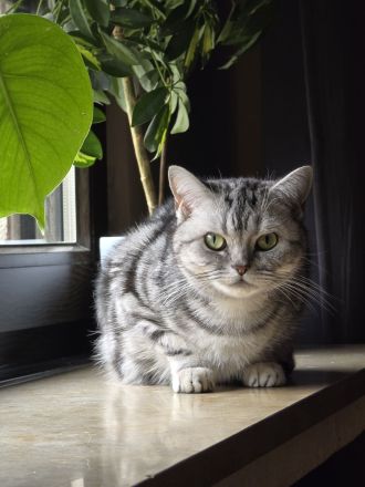 BKH Black Silver Tabby Classic Kitten mit Stammbaum