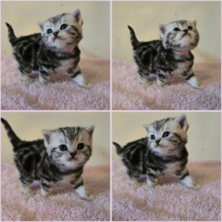 BKH Black Silver Tabby Classic Kitten mit Stammbaum