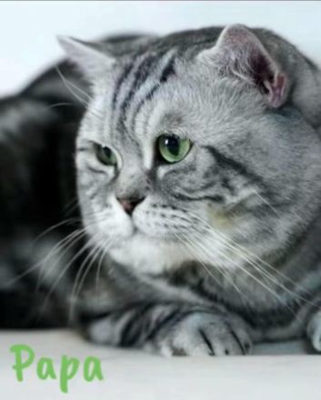 BKH Black Silver Tabby Classic Kitten mit Stammbaum