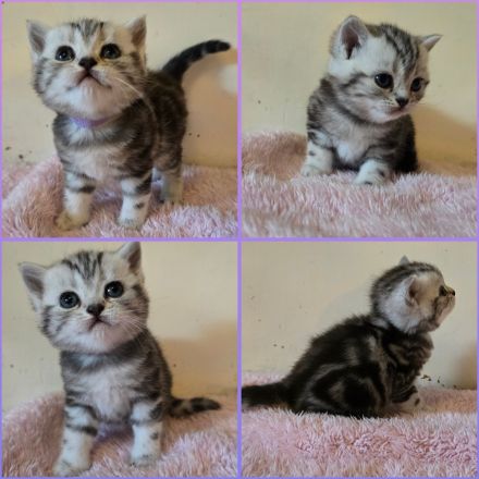 BKH Black Silver Tabby Classic Kitten mit Stammbaum