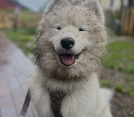 Über Koda, der Sensible