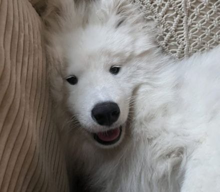 Über Koda, der Sensible