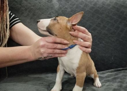 Miniature Bull Terrier Welpen mit FCI-Papieren warten darauf, Ihre Familie glücklicher zu machen.