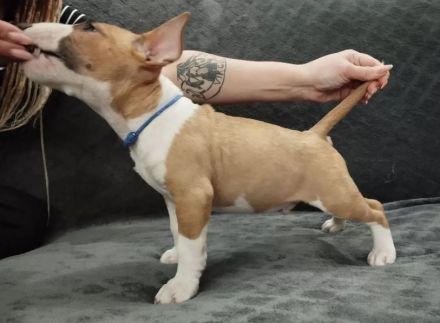 Miniature Bull Terrier Welpen mit FCI-Papieren warten darauf, Ihre Familie glücklicher zu machen.