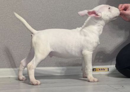 Miniature Bull Terrier Welpen mit FCI-Papieren warten darauf, Ihre Familie glücklicher zu machen.