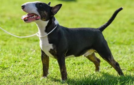 Miniature Bull Terrier Welpen mit FCI-Papieren warten darauf, Ihre Familie glücklicher zu machen.