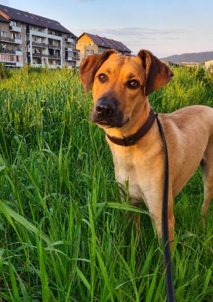 Spike ist ein aktiver, loyaler Begleiter