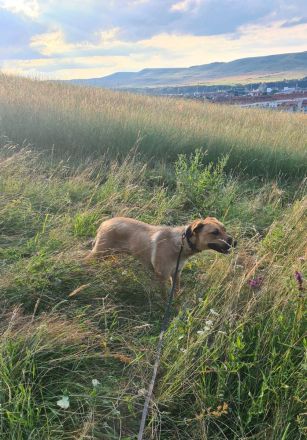 Spike ist ein aktiver, loyaler Begleiter