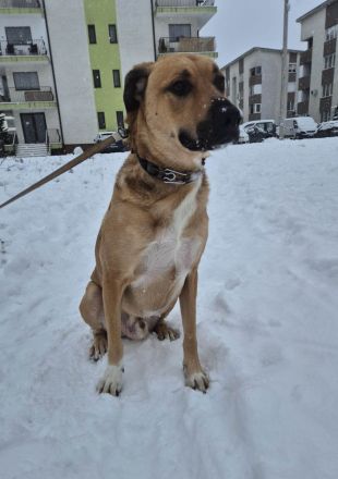 Spike ist ein aktiver, loyaler Begleiter
