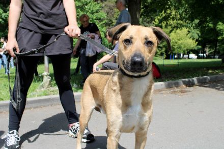 Spike ist ein aktiver, loyaler Begleiter