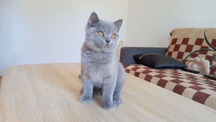 BKH-Kitten in blue und blue-tortie ( Stammbaum)!