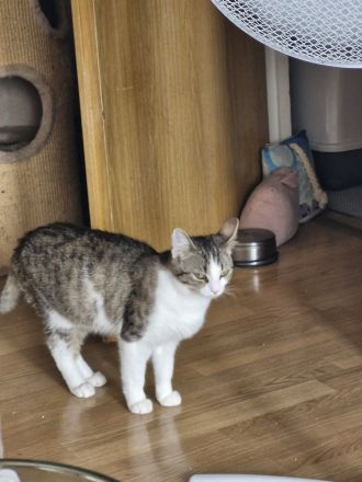 2 Katzenbaby abzugeben sind beide 8 Monate alt heißen Tommy & Mia