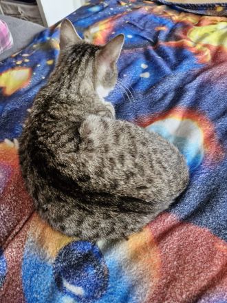 2 Katzenbaby abzugeben sind beide 8 Monate alt heißen Tommy & Mia