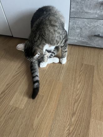 1 Katzenbaby ist 7 Monate alt heißt Mia