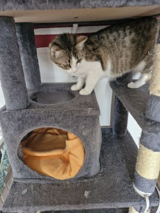 2 Katzenbaby abzugeben sind beide 8 Monate alt heißen Tommy & Mia