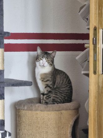 2 Katzenbaby abzugeben sind beide 8 Monate alt heißen Tommy & Mia