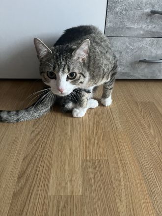 1 Katzenbaby ist 7 Monate alt heißt Mia