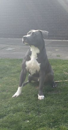 American Staffordshire Terrier Rüde Blue Line
