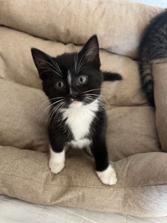 5 Süße EKH-Kitten suchen ihr Für-immer-Zuhause Anfang Juli