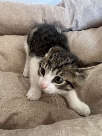 5 Süße EKH-Kitten suchen ihr Für-immer-Zuhause Anfang Juli