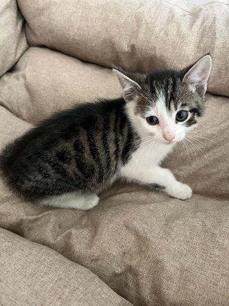 5 Süße EKH-Kitten suchen ihr Für-immer-Zuhause Anfang Juli