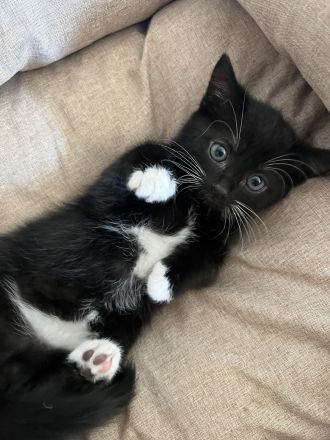 5 Süße EKH-Kitten suchen ihr Für-immer-Zuhause Anfang Juli