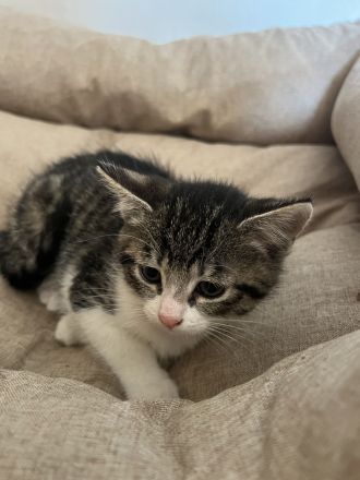 5 Süße EKH-Kitten suchen ihr Für-immer-Zuhause Anfang Juli